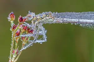 Pennipes: White-legged damselfly