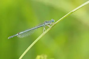 Juli: White-legged damselfly