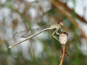 Platycnemis: White-legged Damselfly