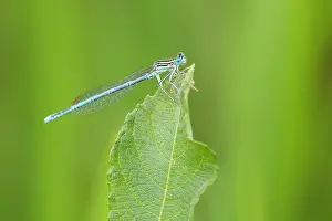 Pennipes: White-legged damselfly
