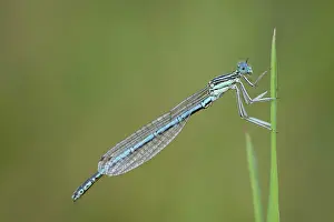 Ardennes: White-legged damselfly