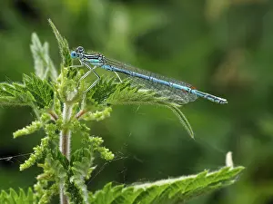 70617: White-legged damselfly - Male - resting on nettle