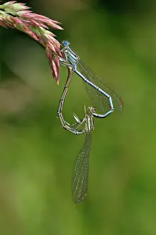 Odonate: White-legged damselfly (Platycnemis pennipes), mating