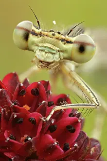 Odonate: White-legged damselfly (Platycnemis pennipes) Female