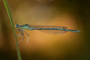 Twente: White-legged Damselfly (Platycnemis pennipes) i