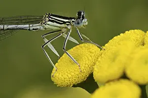 Damselfly: White-legged Damselfly (Platycnemis pennipes) r