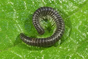 270919: White-legged snake millipede - Norfolk UK