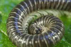 270919: White-legged snake millipede - Norfolk UK