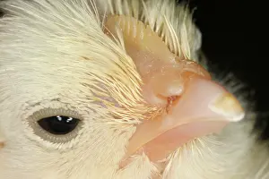 Leghorn: White Leghorn Chick
