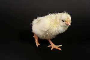 Leghorn: White Leghorn Chick