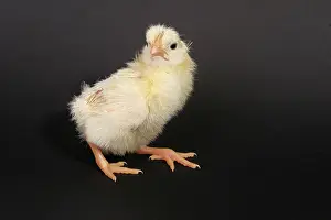 Leghorn: White Leghorn Chick