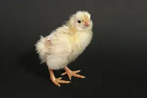 Leghorn: White Leghorn Chick