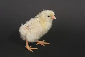Leghorn: White Leghorn Chick