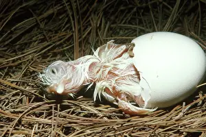 Leghorn: White Leghorn chicken hatching