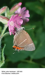 Ian Beames: WHITE LETTER HAIRSTREAK