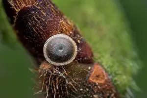 Thomas Marent: White-letter Hairstreak (Satyrium w-album) egg o