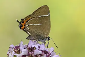 Imago: White-letter Hairstreak (Satyrium w-album) fora