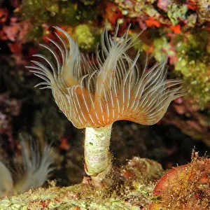 Tube: White lime tube worm with extended tentacle crown