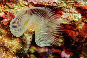 Slippery: White lime tube worm, Smooth lime tube worm (Protula