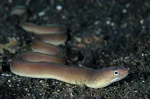 Strait: White-line moray, White-line moray eel, White-line