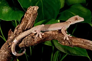 Skunk: White Line (Skunk) Gecko, Gekko vittatus
