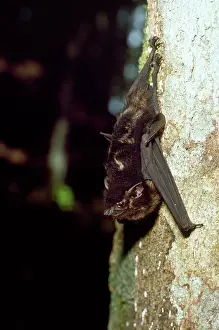Bilineata: White-lined Bat