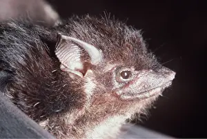 Bats: WHITE LINED BAT