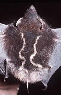 Bats: WHITE-LINED BAT