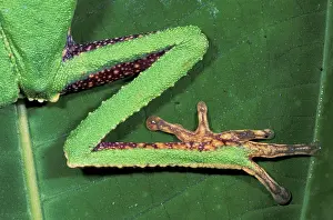 Vaillanti: White-lined Leaf Frog - Hind leg