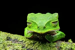 Nacional: White-lined leaf frog (Phyllomedusa vaillantii)