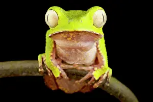 Physiological: White-lined leaf frog (Phyllomedusa vaillantii)