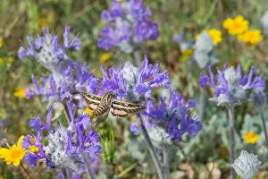 Lineata: White-lined Sphinx (Hyles lineata) moth, commonly