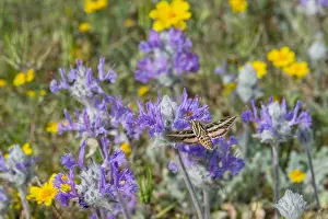 Lineata: White-lined Sphinx (Hyles lineata) moth, commonly