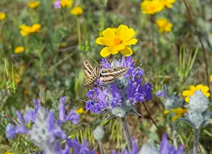 Lineata: White-lined Sphinx (Hyles lineata) moth, commonly