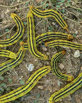 Caterpillars: white-lined sphinx moth caterpillars, Hyles lineata, mass em