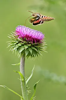 Proboscis: White-lined Sphinx Moth (Hyles lineata)