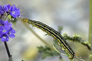 Lineata: White-lined Sphinx Moth Larva