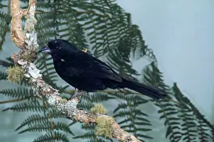 Tachyphonus: White-Lined Tanager