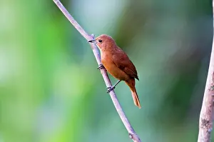 Tachyphonus: White-lined Tanager - female