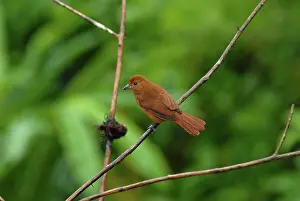 Center: White-lined Tanager female