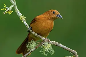 Tangaras: White-lined Tanager, female, Las Tangaras Bird Reserve