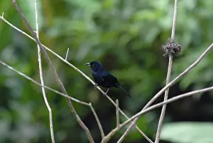 Rufus: White-lined Tanager male