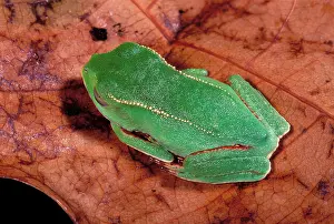Vaillanti: White-lined Tree Frog