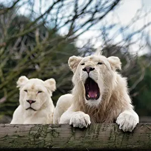 Mutation: White lions (Panthera leo), pair, male roaring