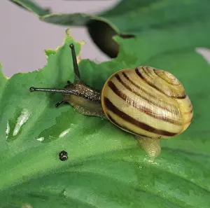 Hortensis: White-lipped Banded Snail