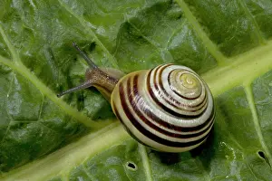 Cepaea: White-lipped Banded SNAIL / Humbug Snail