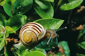 Spirals: White-lipped Banded SNAIL / Humbug Snail
