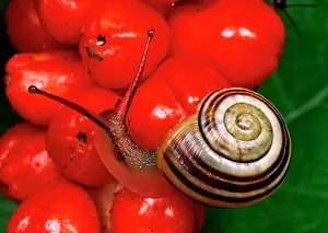 Shell: White-lipped Banded SNAIL / Humbug Snail - on bright