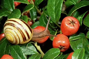 Spirals: White-lipped Banded SNAIL / Humbug Snail - on fruit