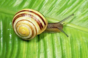 Cepaea: White-lipped Banded SNAIL / Humbug Snail - on green leaf